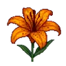 زنبق
